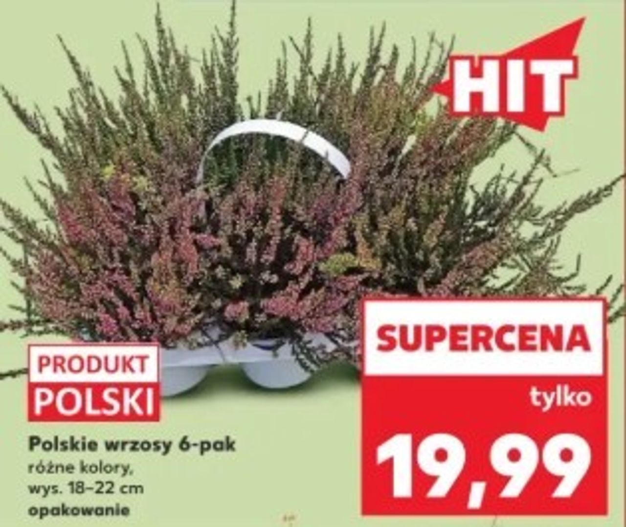 Jesienny hit – 6-pak wrzosów w supercenie