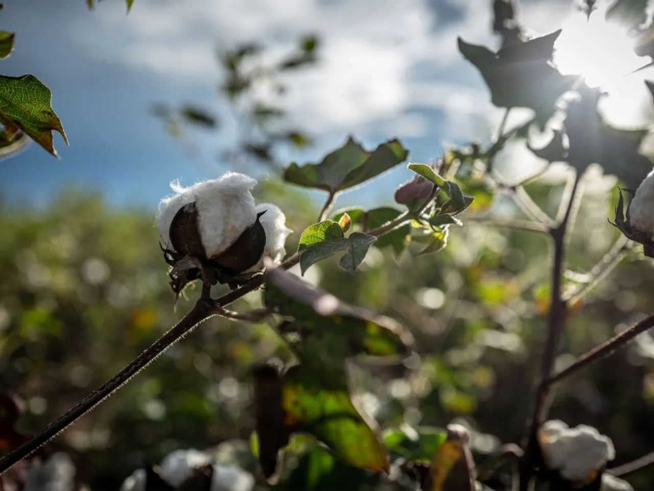 post image - Lidl partnerem Inicjatywy "Cotton made in Africa"