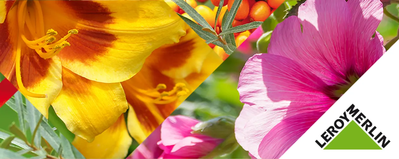 post image - Kwiaty polskiego ogrodu w Leroy Merlin