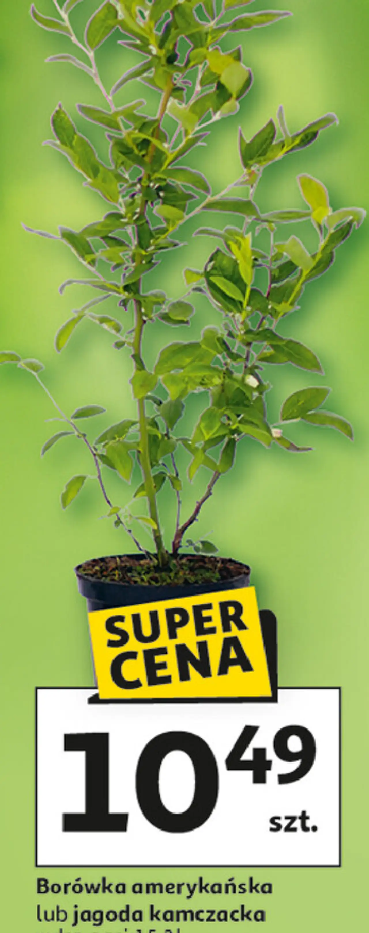 Borówka amerykańska lub jagoda kamczacka w don. o poj. 1,5-2 l