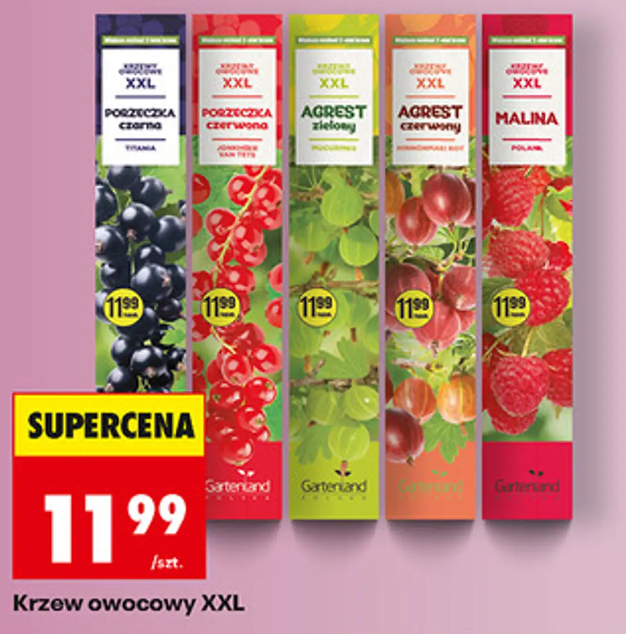 Krzew owocowy XXL