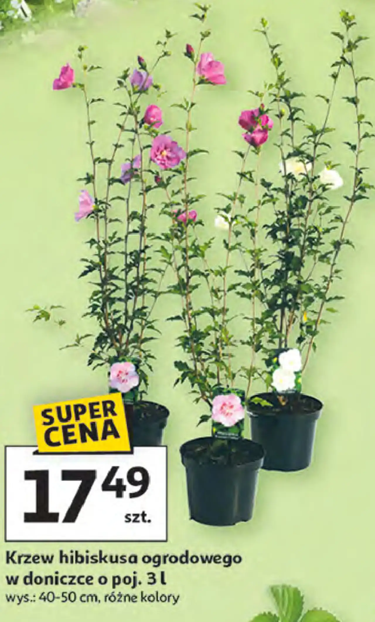 Krzew hibiskusa ogrodowego w doniczce o poj. 3 l