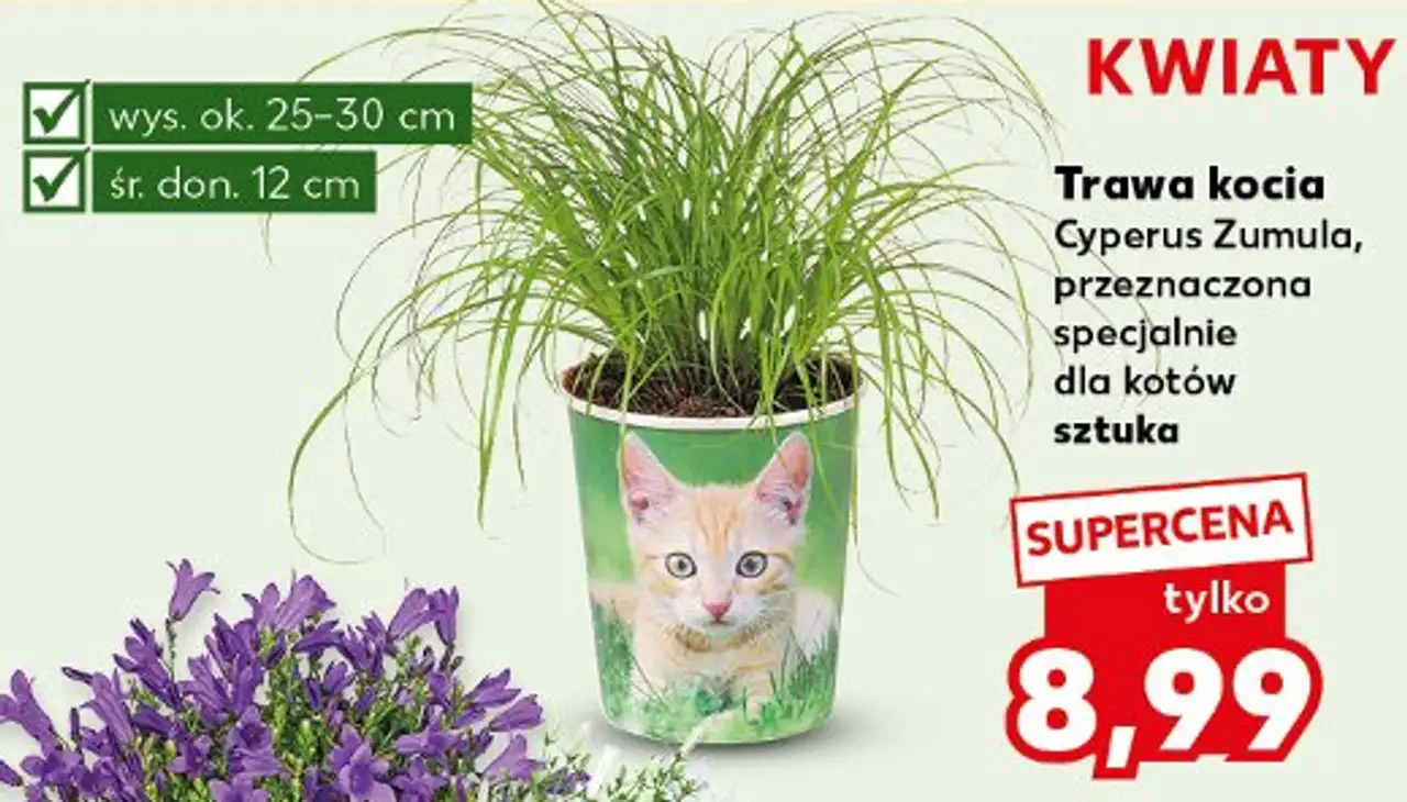 Trawa kocia Cyperus Zumula, przeznaczona specjalnie dla kotów