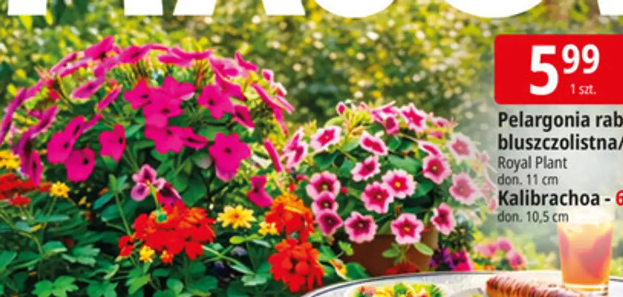 Pelargonia rabatowa/ bluszczolistna/Surfinia Royal Plant don. 11 cm