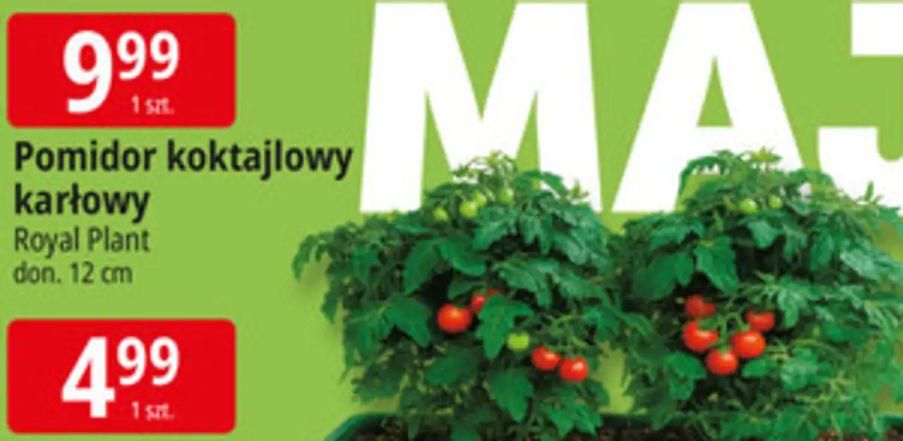 Pomidor koktajlowy karłowy Royal Plant don. 12 cm