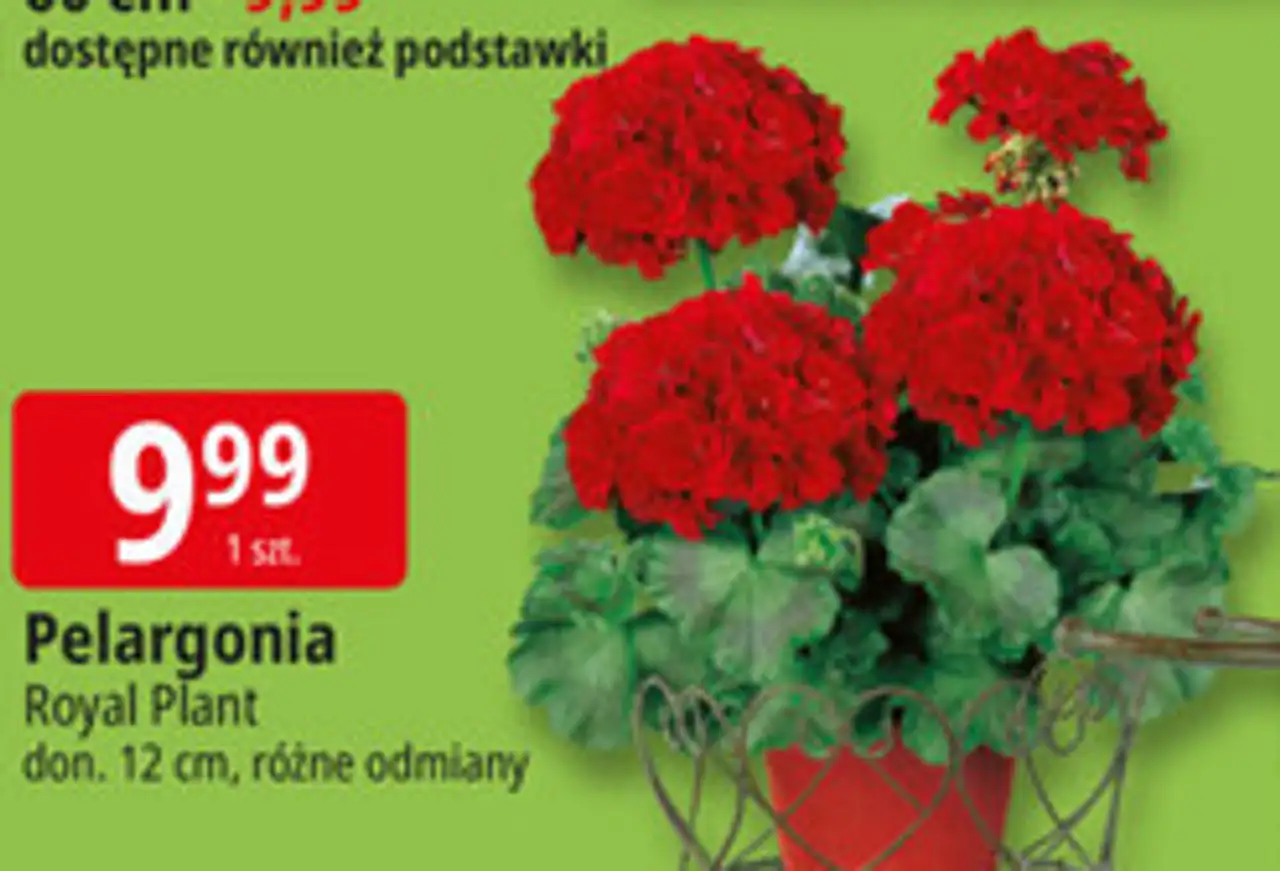 Pelargonia Royal Plant don. 12 cm, różne odmiany