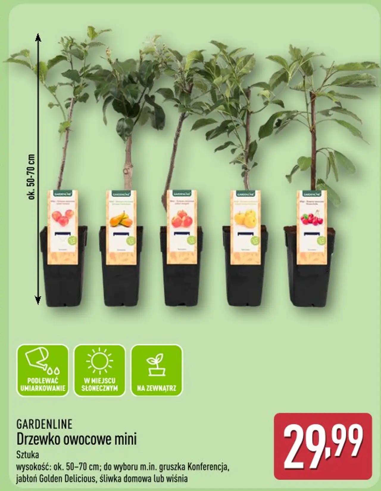 Drzewko owocowe mini GARDENLINE