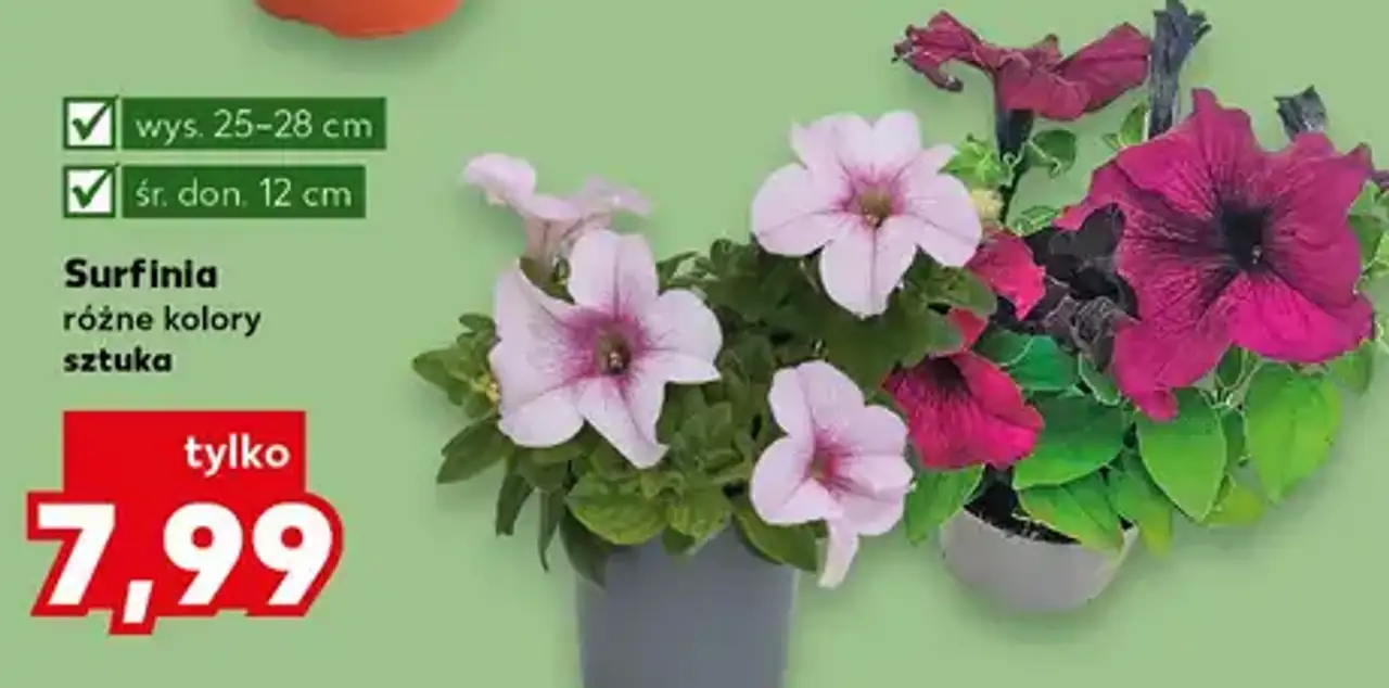 Surfinia różne kolory sztuka