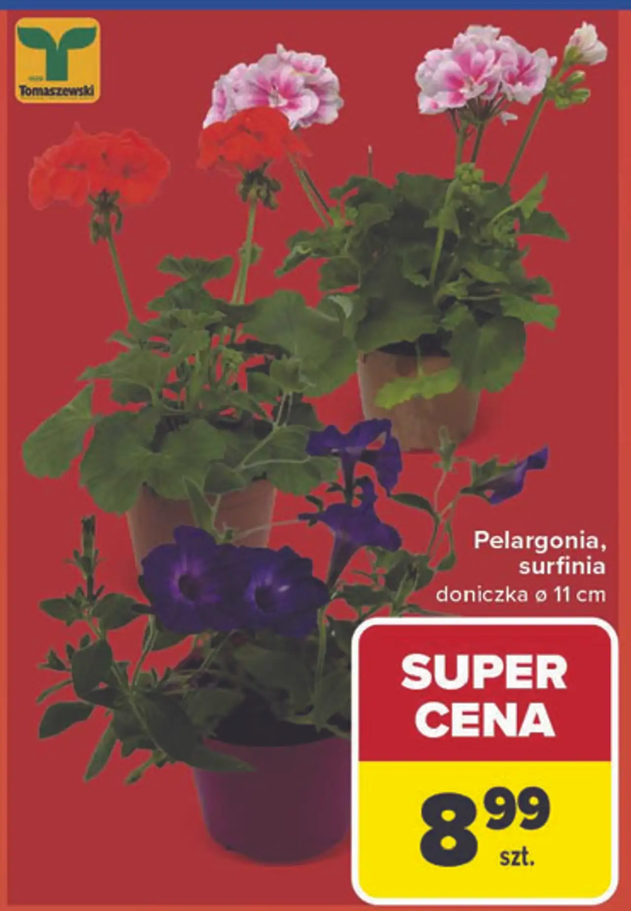 Pelargonia, surfinia doniczka o 11 cm