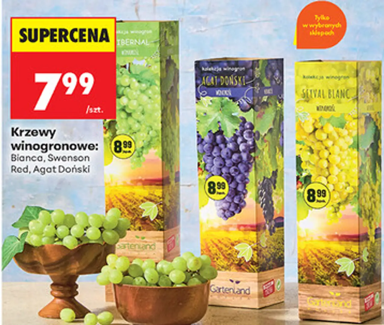 Krzewy winogronowe: Bianca, Swenson Red, Agat Doński