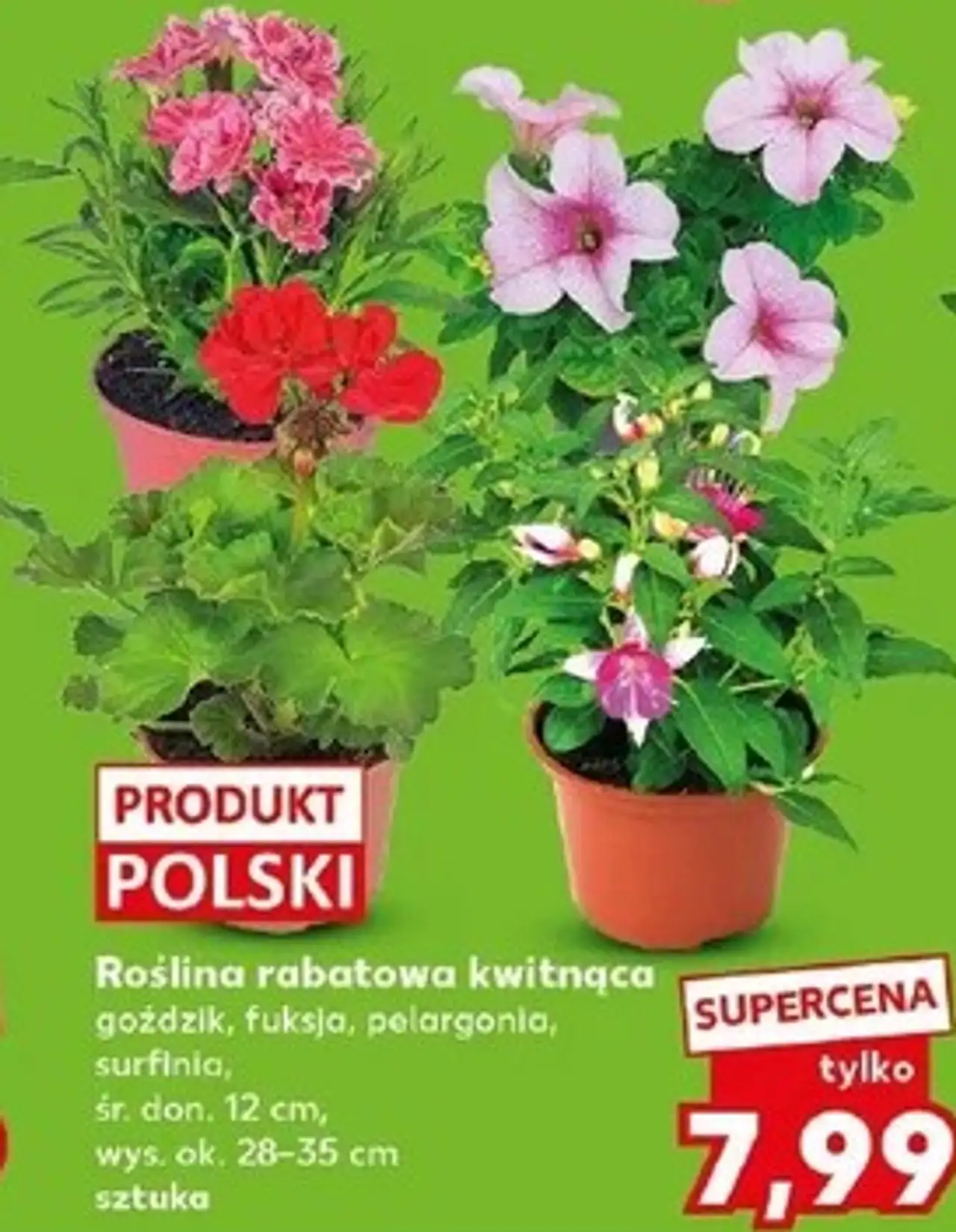 Roślina rabatowa kwitnąca goździk, fuksja, pelargonia, surfinia, śr. don. 12 cm, wys. ok. 28-35 cm