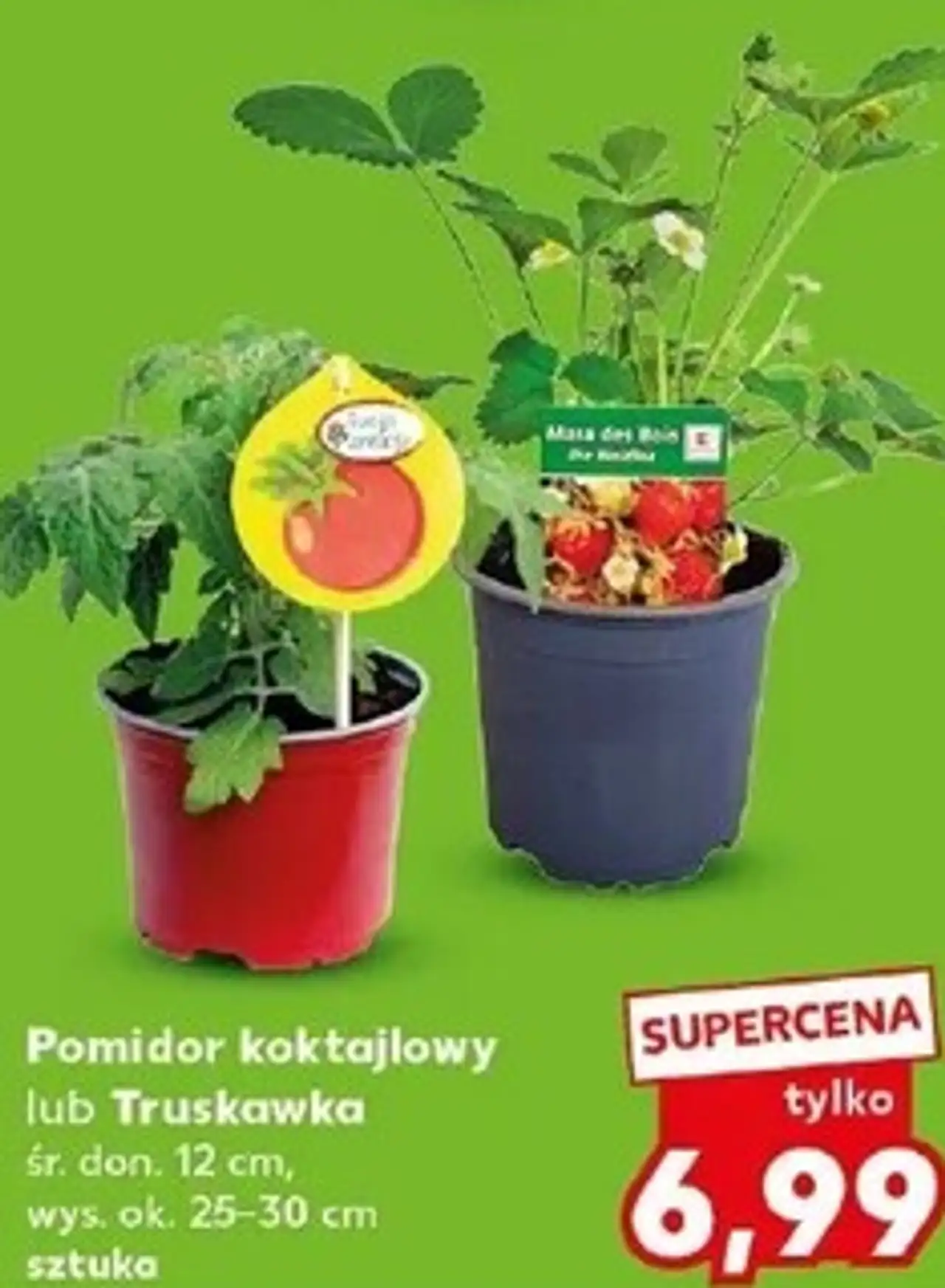 Pomidor koktajlowy lub Truskawka śr. don. 12 cm, wys. ok. 25-30 cm