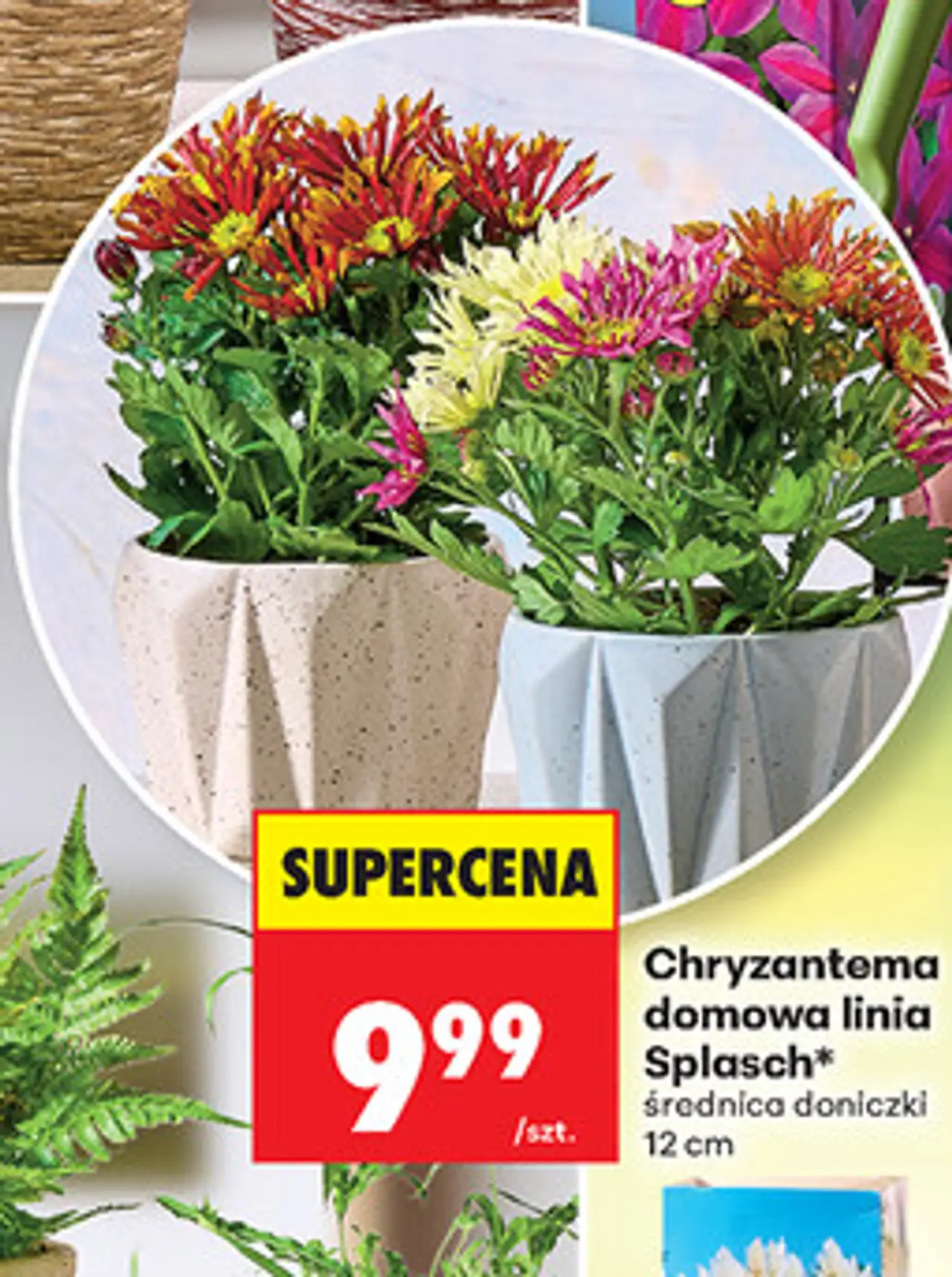 Chryzantema domowa linia Splasch*