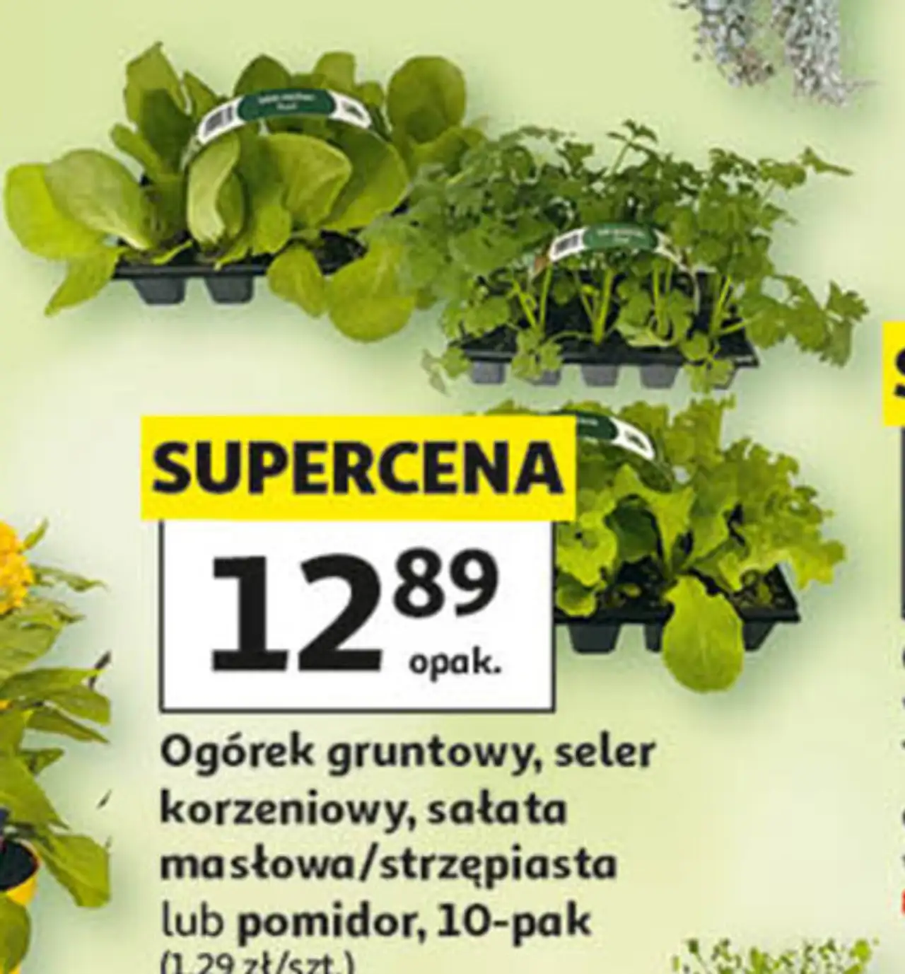 Ogórek gruntowy, seler korzeniowy, sałata masłowa/strzępiasta lub pomidor, 10-pak