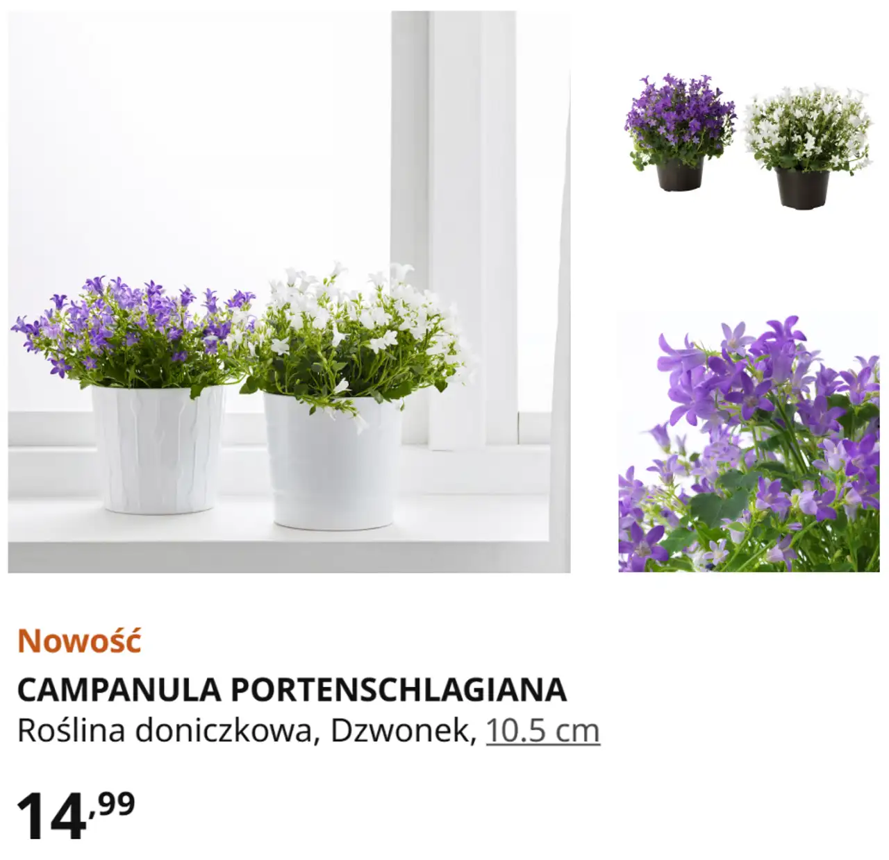 Roślina doniczkowa CAMPANULA PORTENSCHLAGIANA, Dzwonek, 10.5 cm