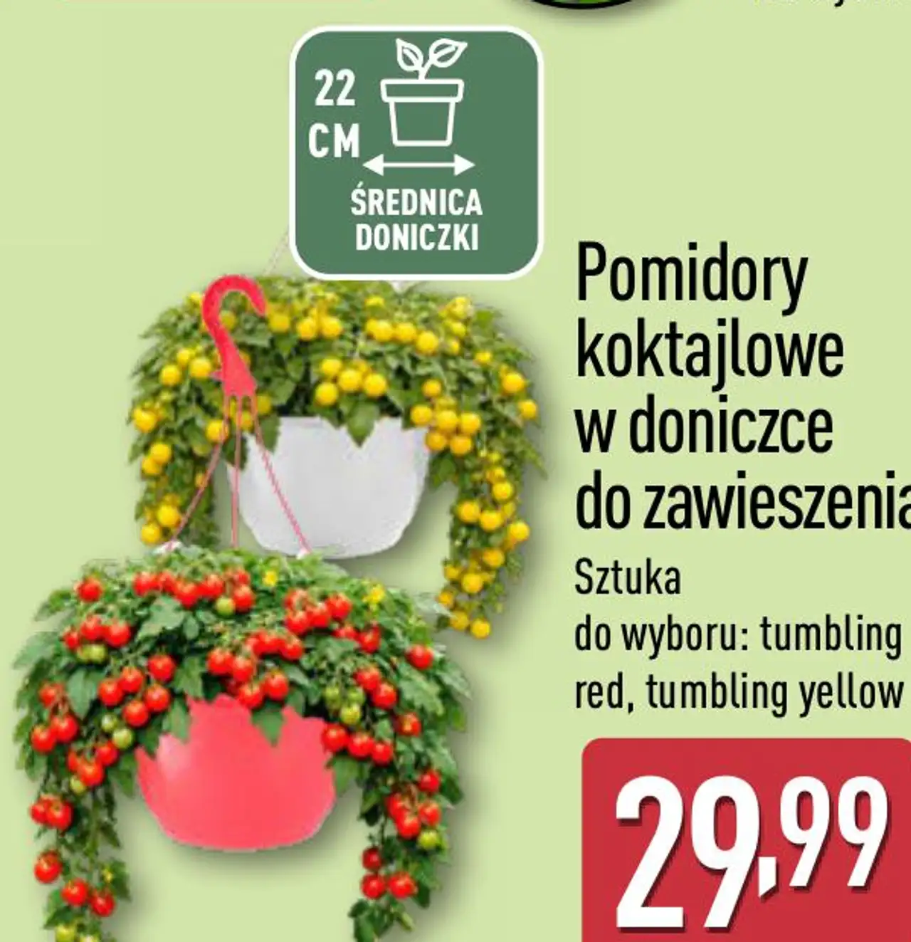 Pomidory koktajlowe w doniczce do zawieszenia