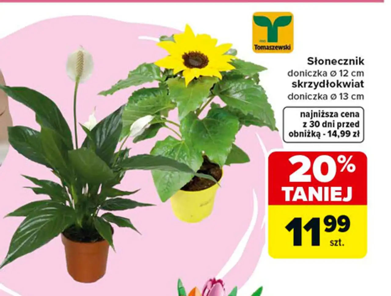 Słonecznik doniczka ø 12 cm skrzydłokwiat doniczka ø 13 cm