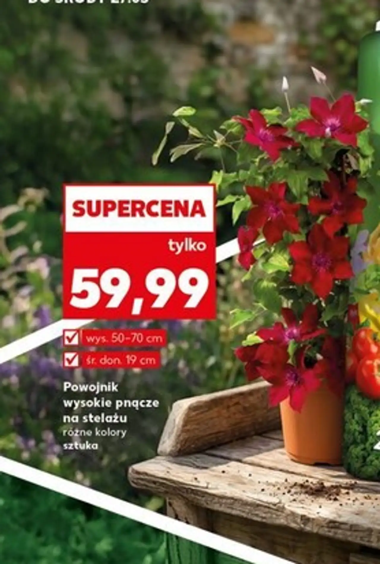 Powojnik wysokie pnącze na stelażu różne kolory sztuka
