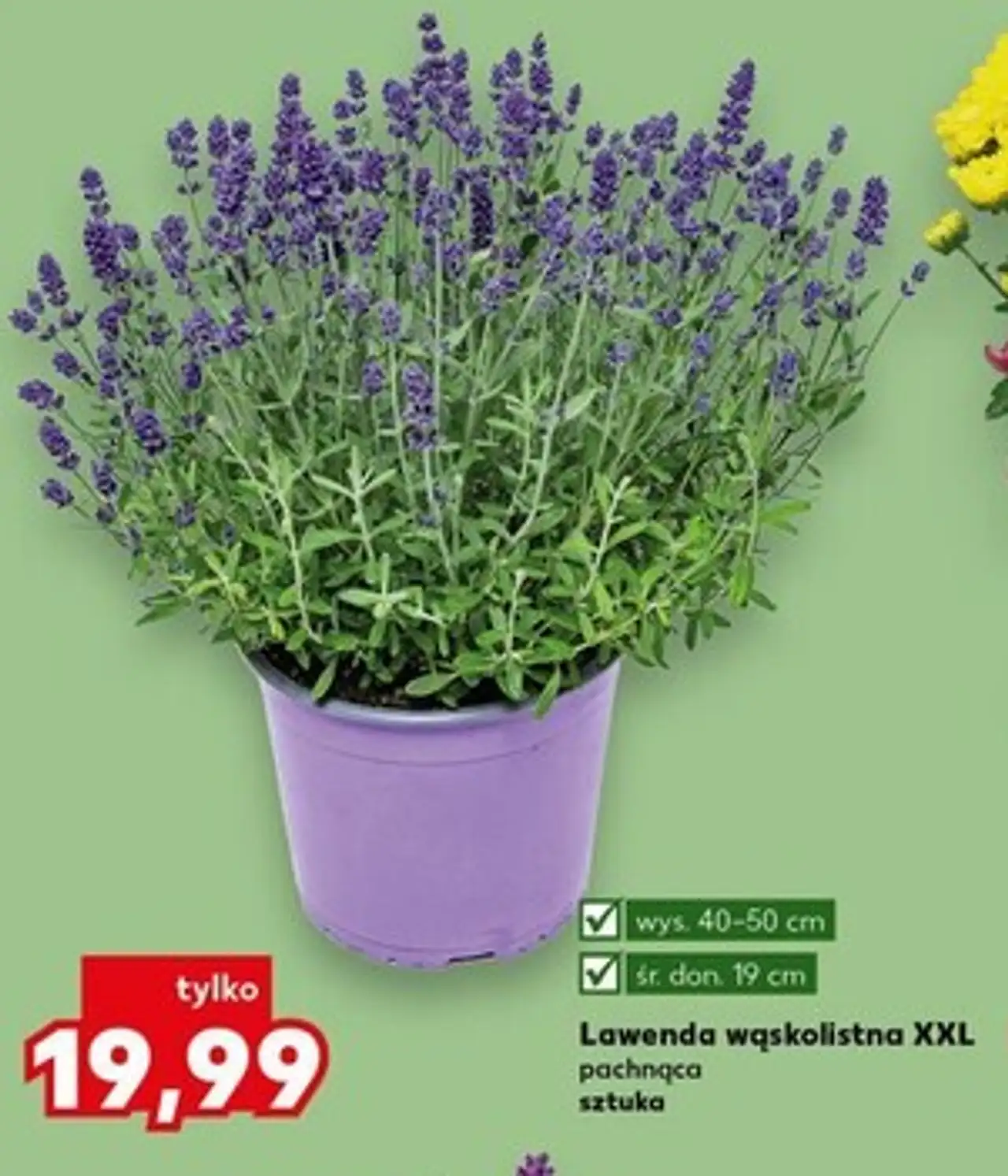 Lawenda wąskolistna XXL pachnąca sztuka