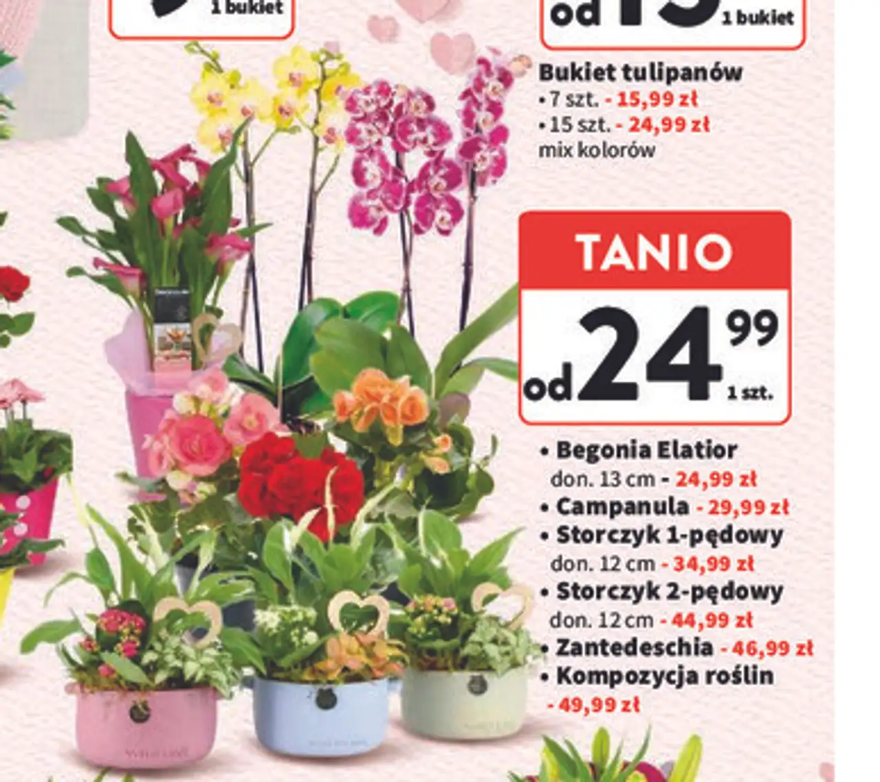 Begonia Elatior, Campanula, Storczyk, Zantedeschia, Kompozycja roślin