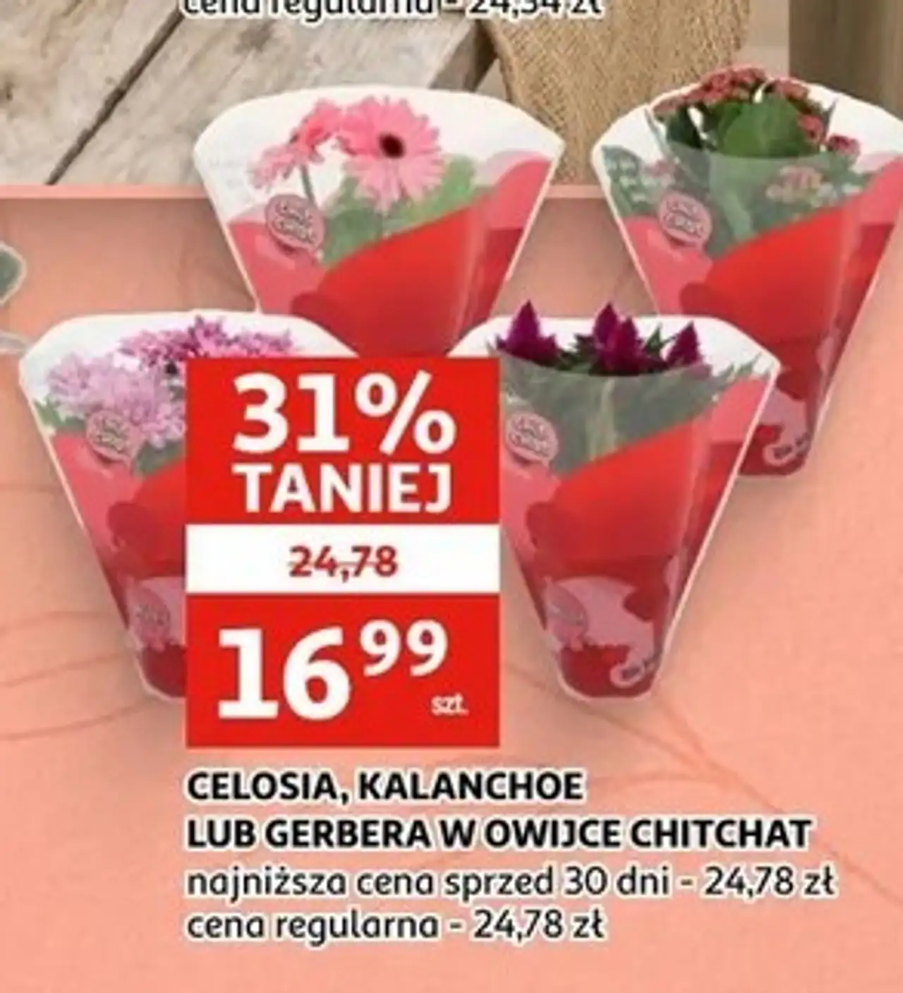 CELOSIA, KALANCHOE LUB GERBERA W OWIJCE CHITCHAT