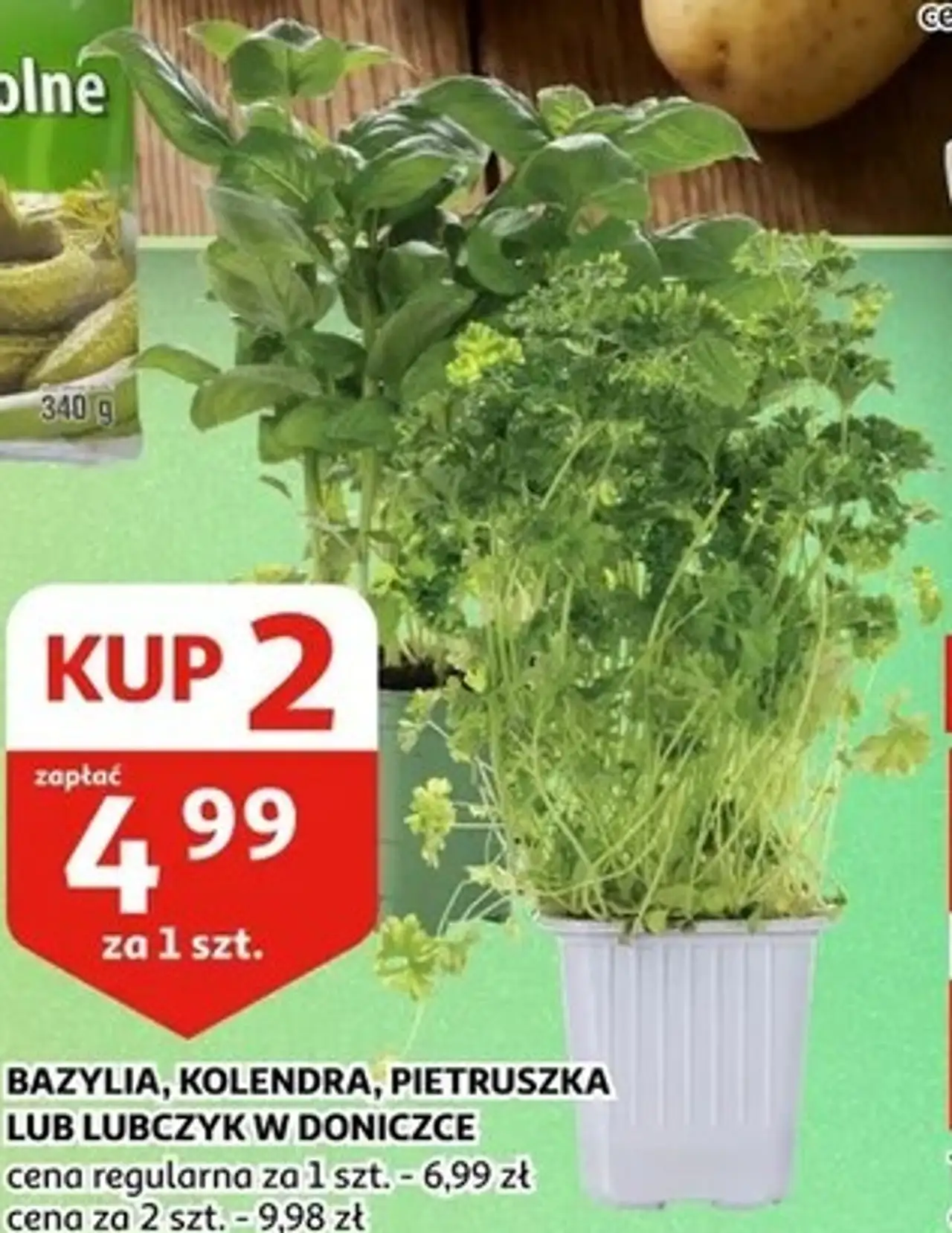 BAZYLIA, KOLENDRA, PIETRUSZKA LUB LUBCZYK W DONICZCE