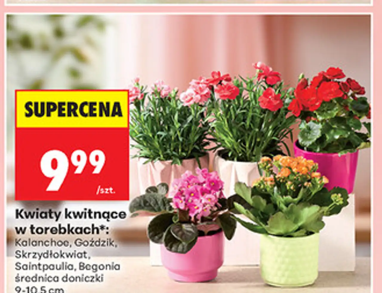 Kwiaty kwitnące w torebkach