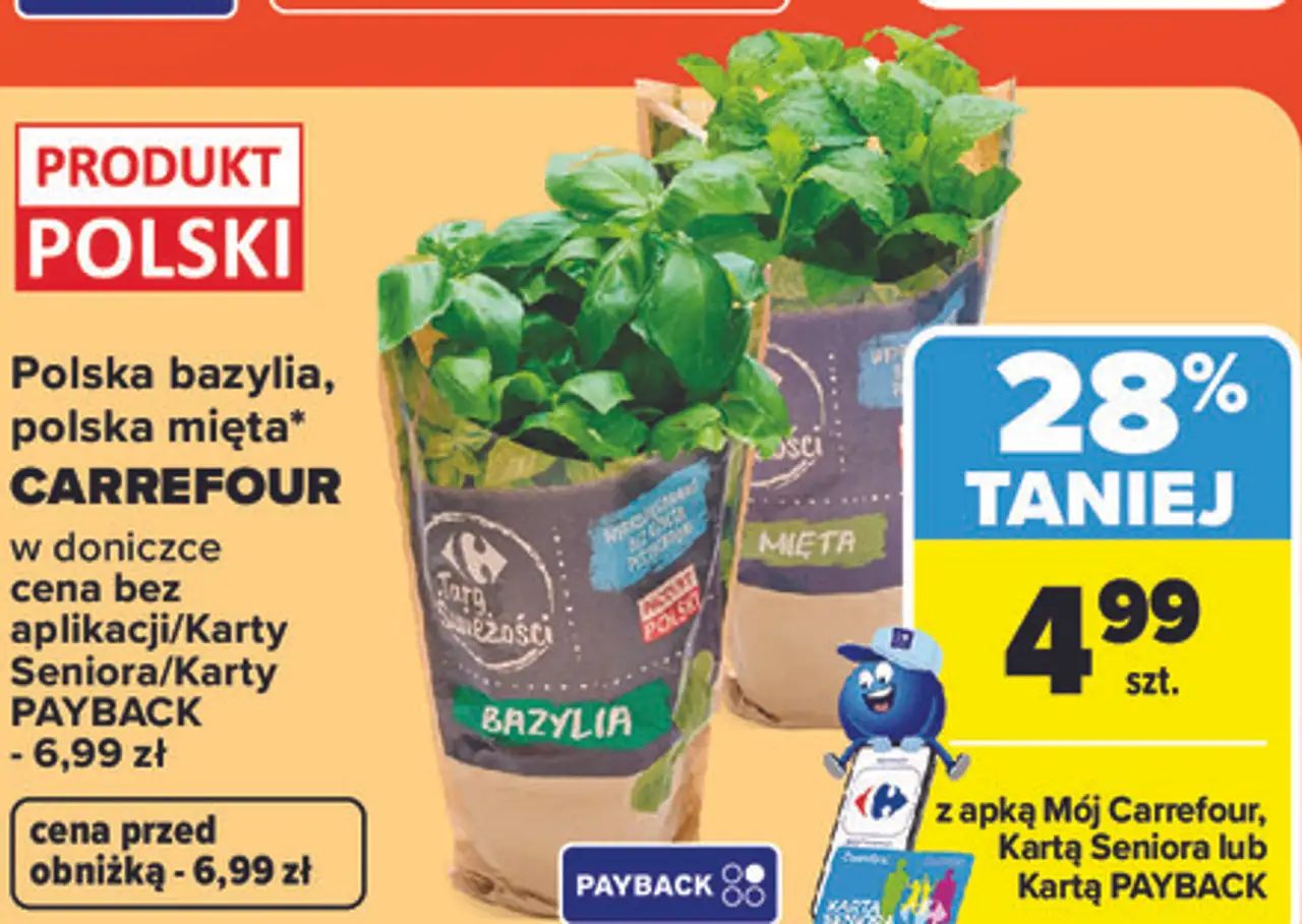 Polska bazylia, polska mięta Carrefour w doniczce