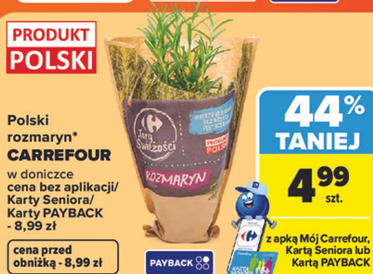 Polski rozmaryn Carrefour w doniczce