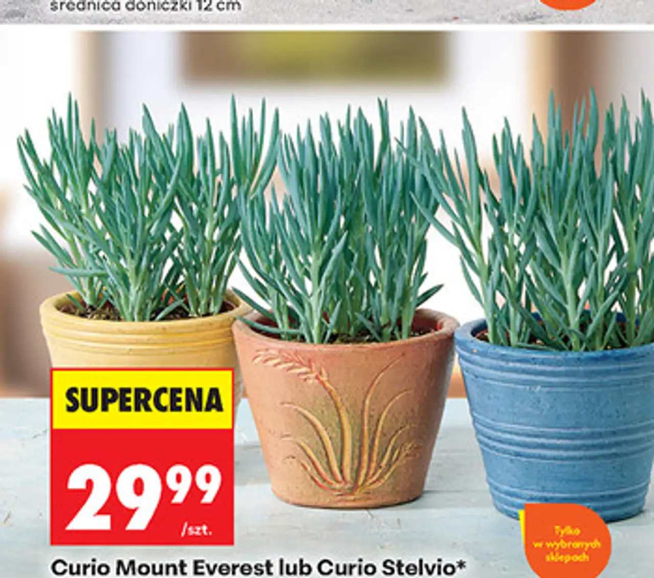 Curio Mount Everest lub Curio Stelvio* średnica doniczki 15 cm