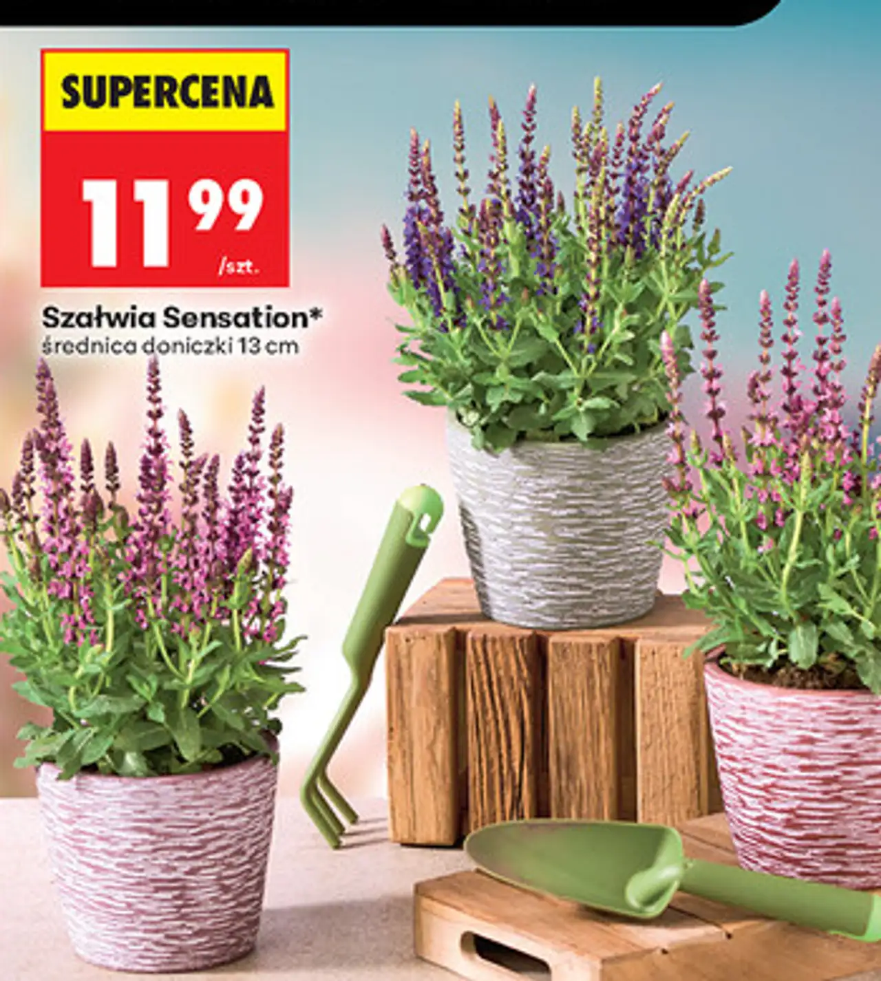 Szałwia Sensation* średnica doniczki 13 cm