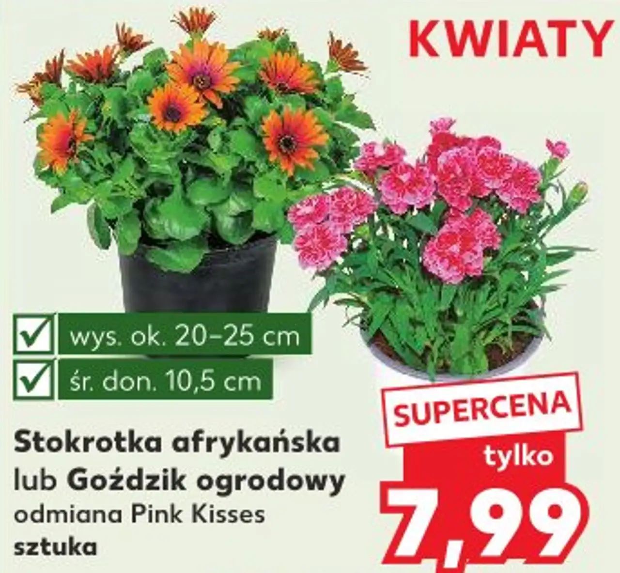 Stokrotka afrykańska lub Goździk ogrodowy odmiana Pink Kisses sztuka