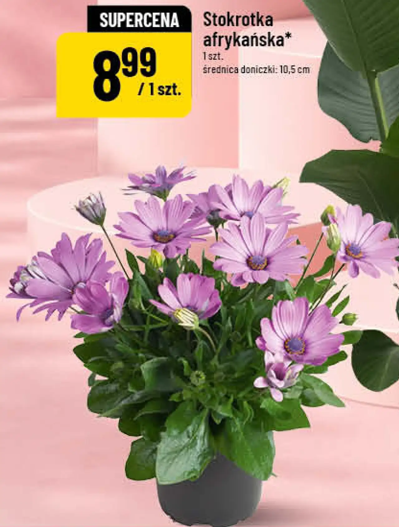 Stokrotka afrykańska