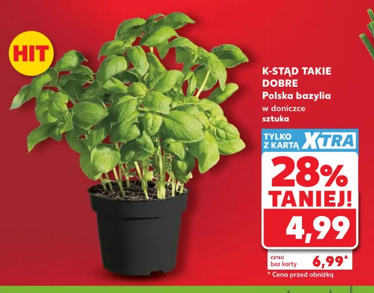 K-STĄD TAKIE DOBRE Polska bazylia w doniczce sztuka