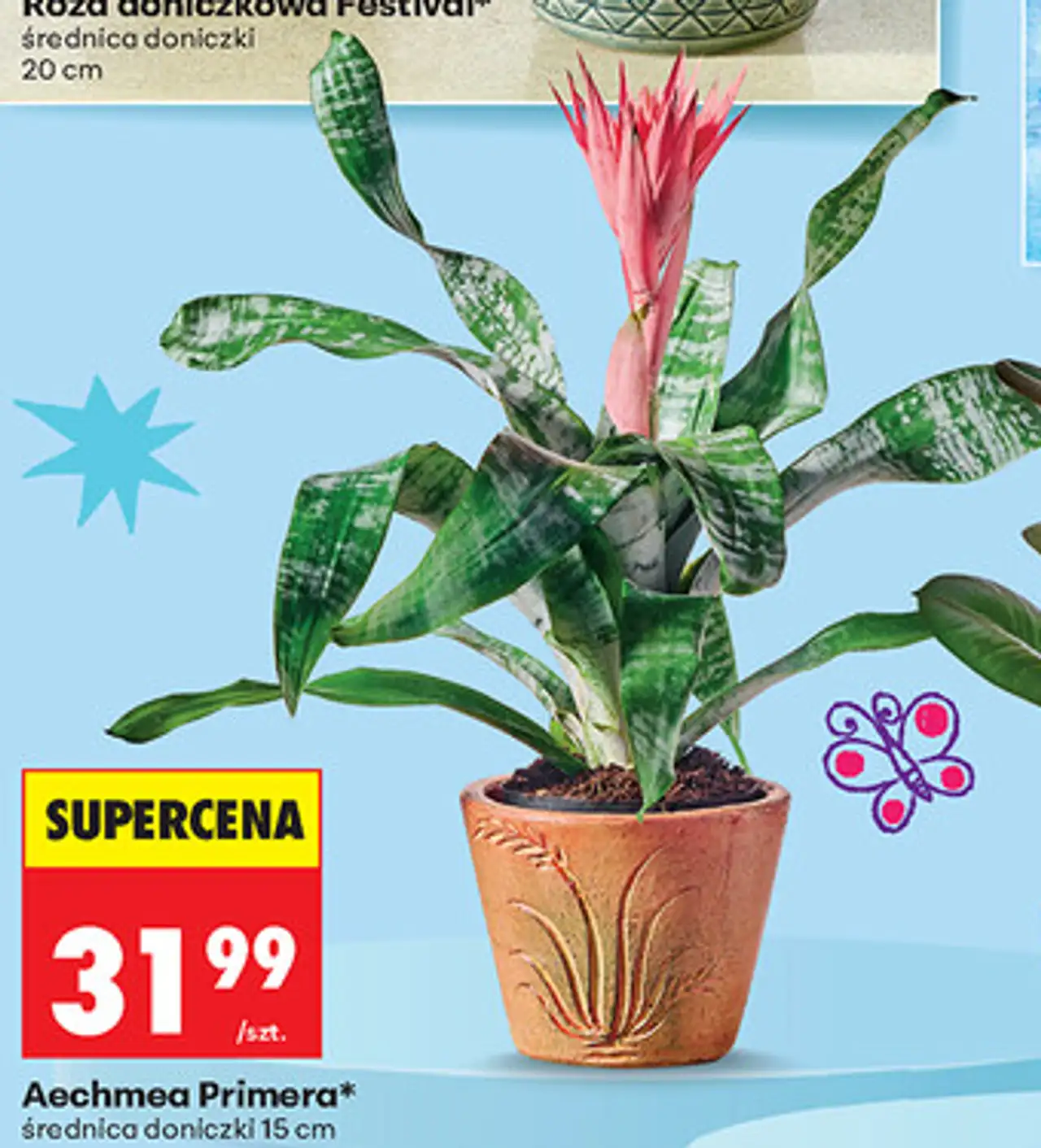 Aechmea Primera / Ficus Elastica