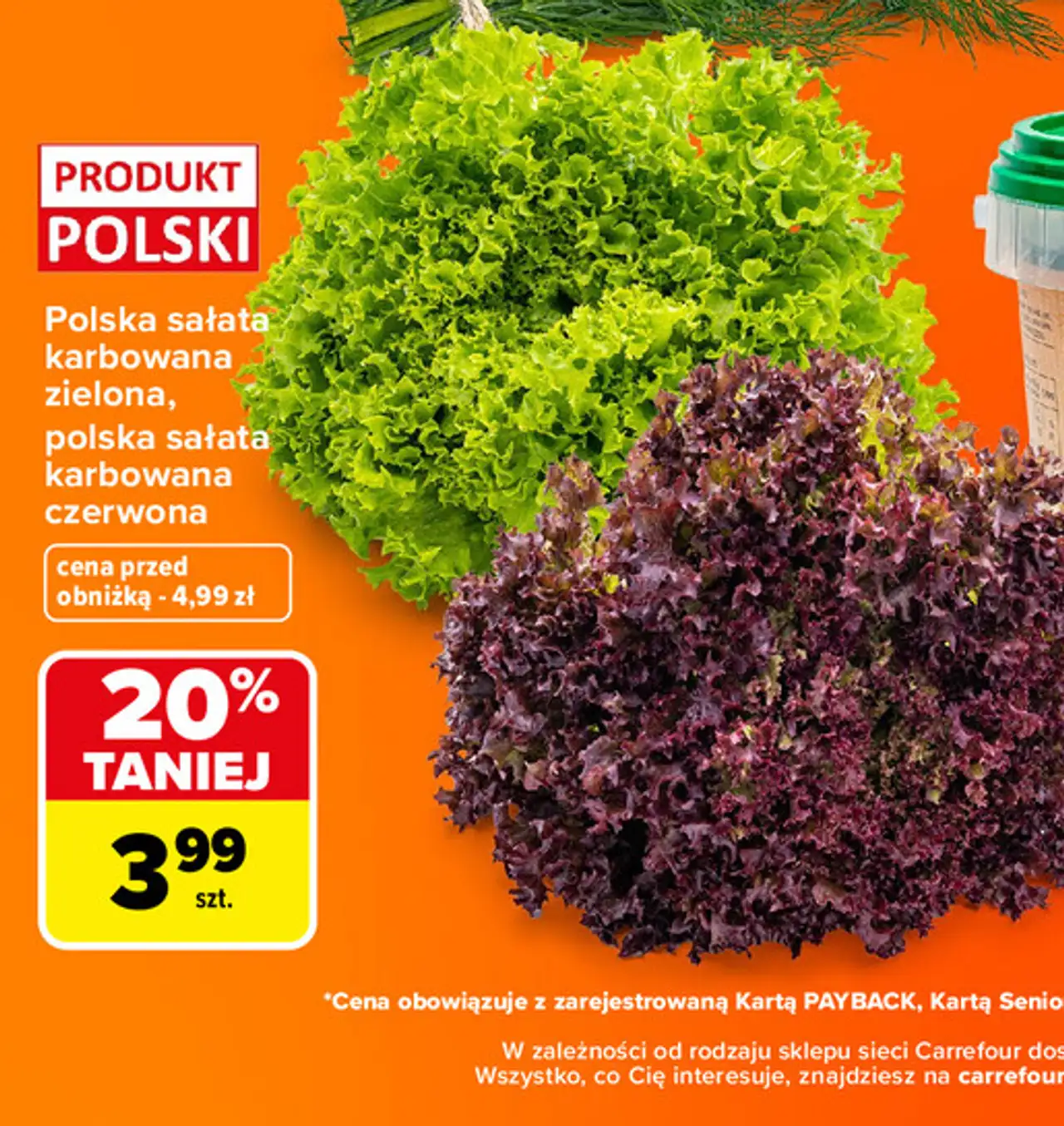 Polska sałata karbowana zielona, polska sałata karbowana czerwona