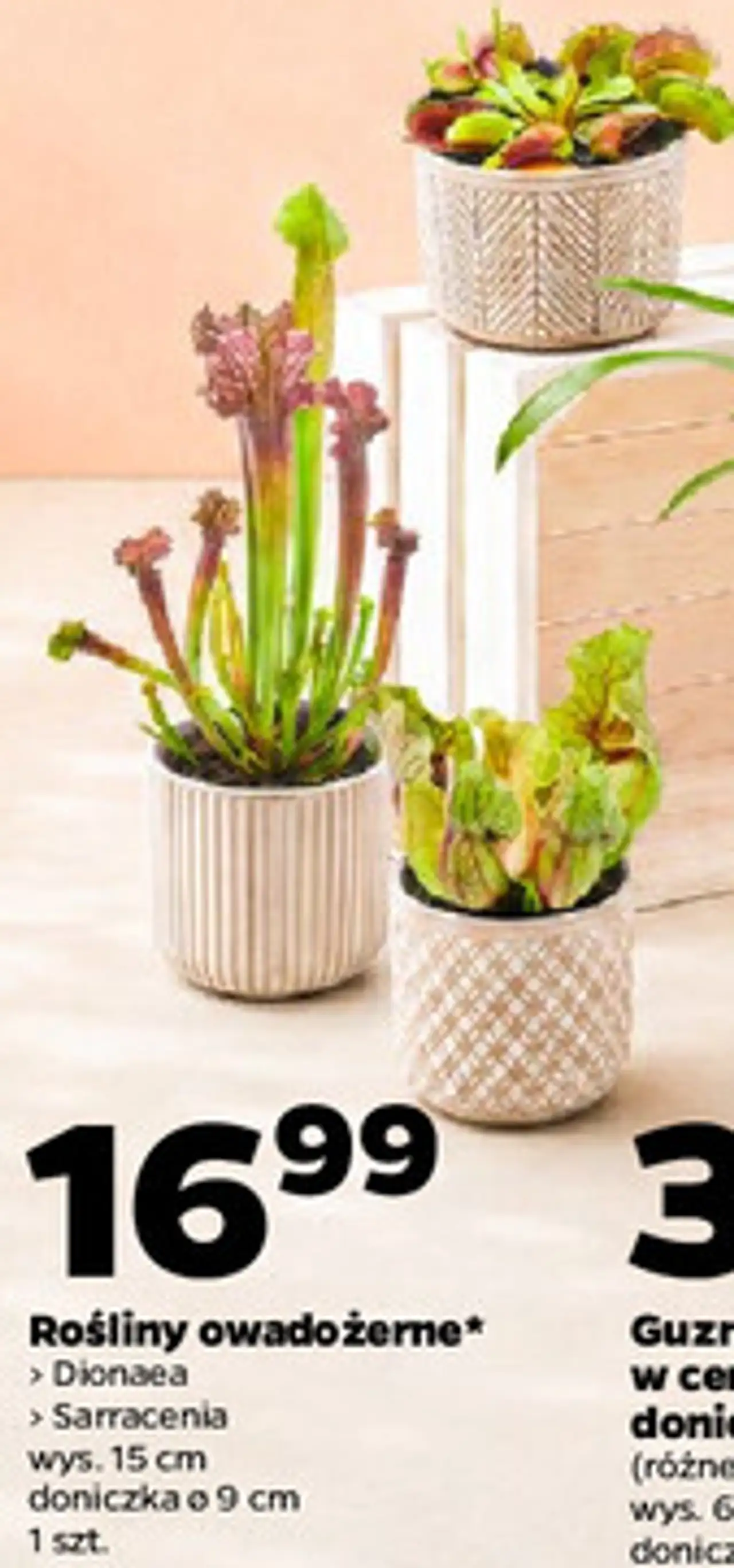 Rośliny owadożerne (Dionaea / Sarracenia)