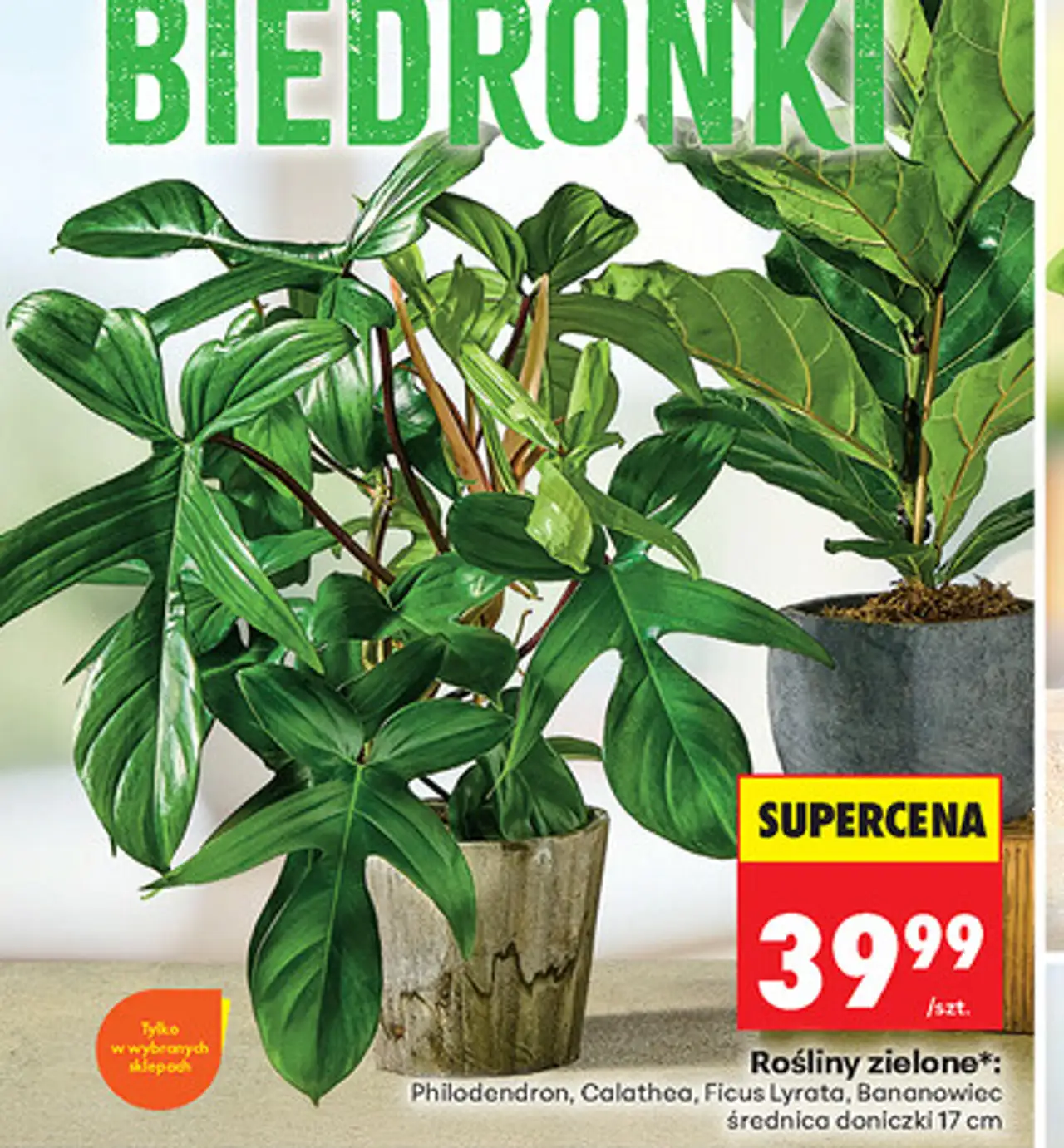 Rośliny zielone (Philodendron, Calathea, Ficus Lyrata, Bananowiec)
