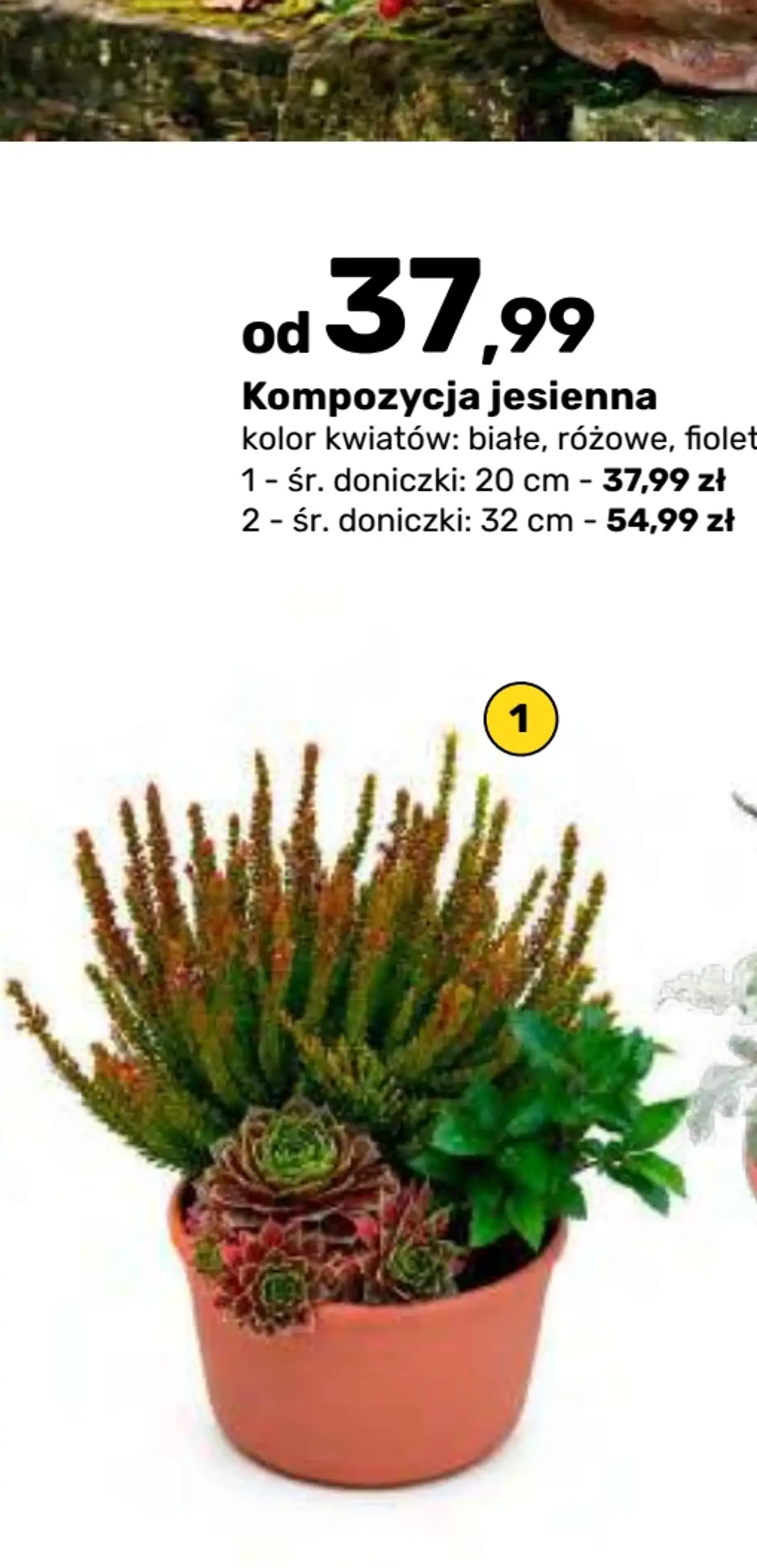 Kompozycja jesienna śr. doniczki 20 cm