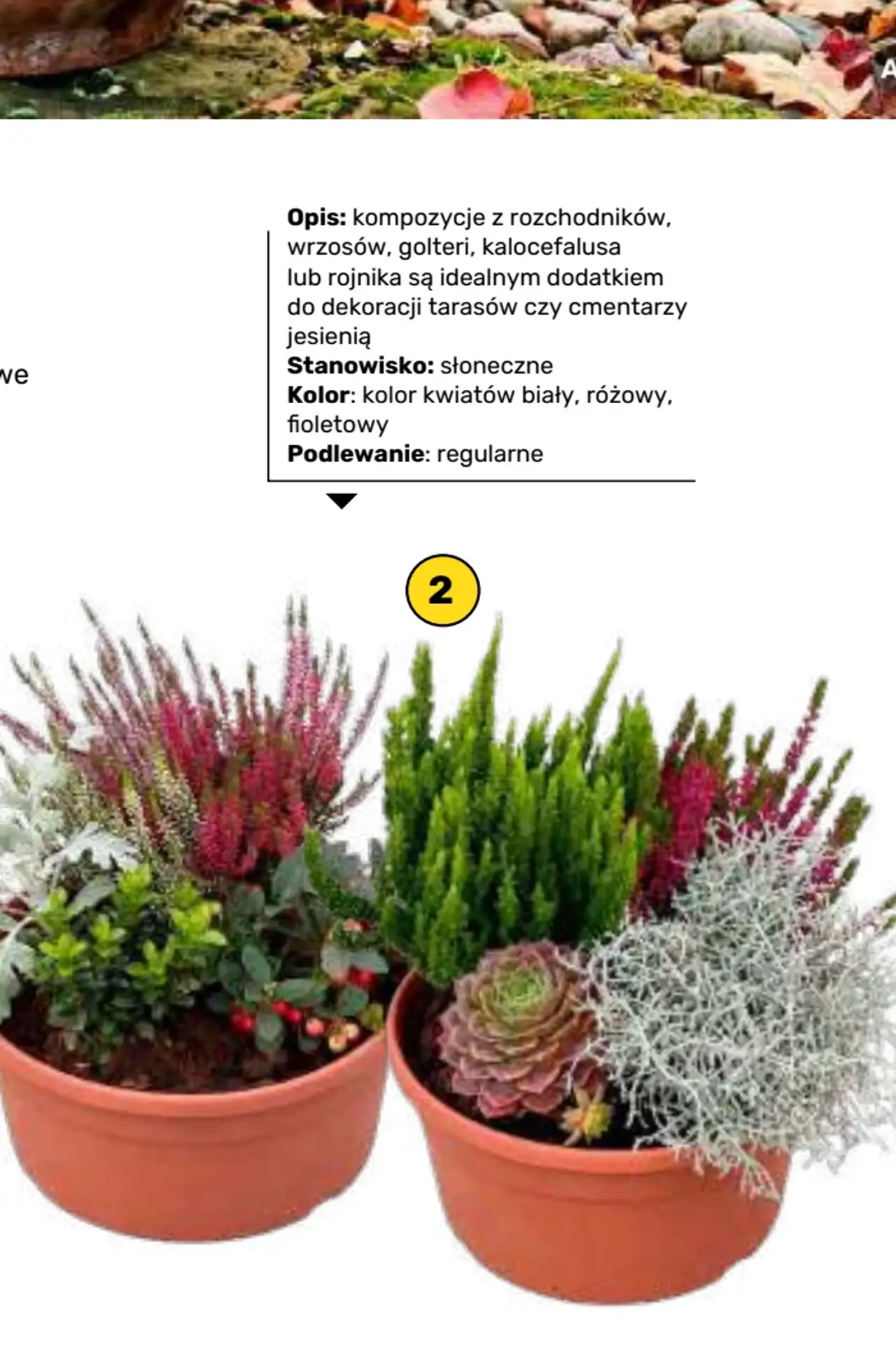 Kompozycja jesienna śr. doniczki 32 cm