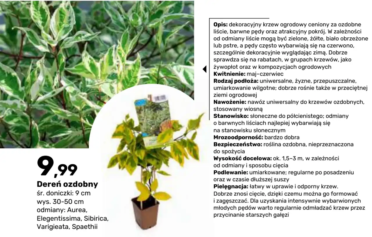 Dereń ozdobny
