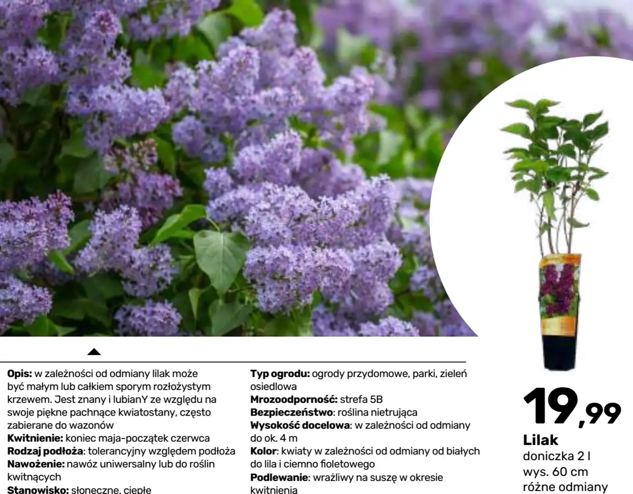 Lilak krzew ozdobny