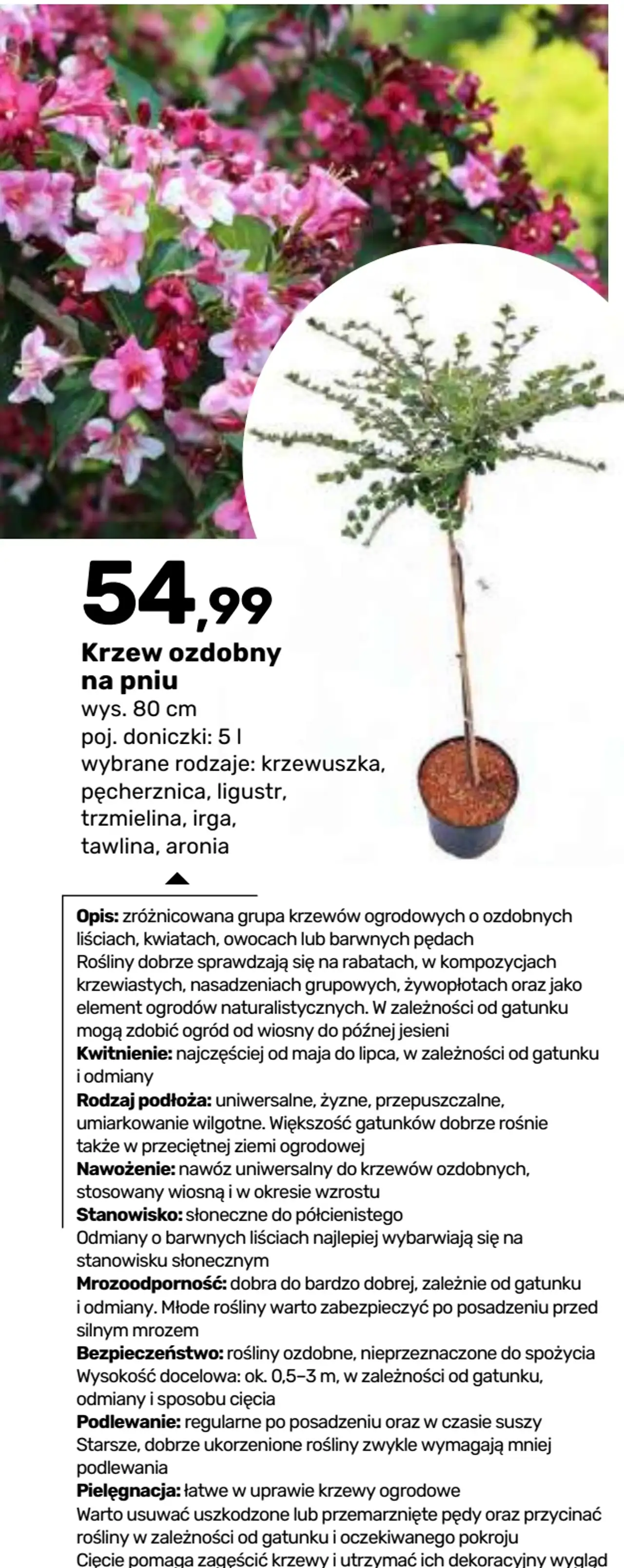 Krzew ozdobny na pniu wys. 80 cm, poj. doniczki: 5 l (krzewuszka, pęcherznica, ligustr, trzmielina, irga, tawlina, aronia)