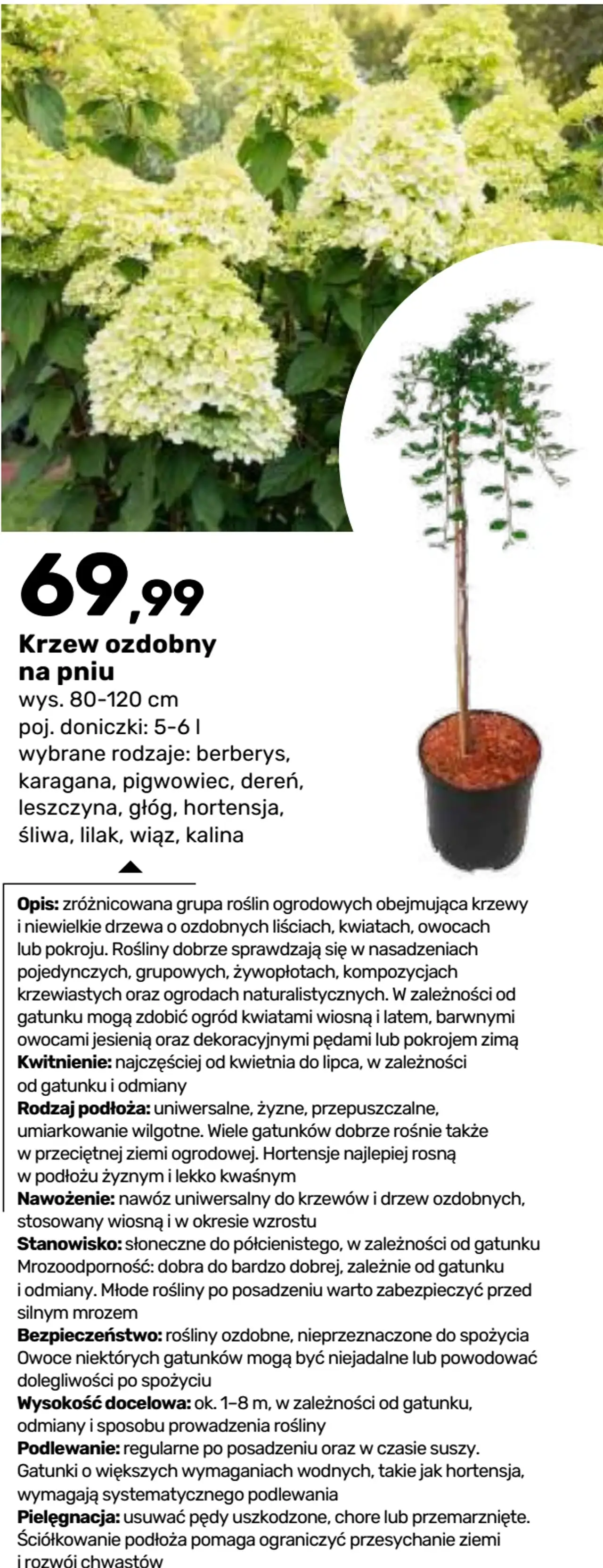 Krzew ozdobny na pniu wys. 80-120 cm, poj. doniczki: 5-6 l (berberys, karagana, pigwowiec, dereń, leszczyna, głóg, hortensja, śliwa, lilak, wiąz, kalina)