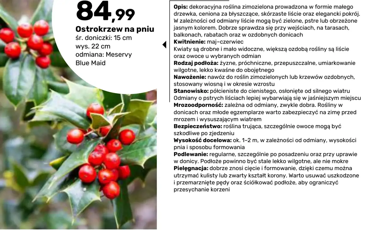 Ostrokrzew na pniu Blue Maid / Meservy