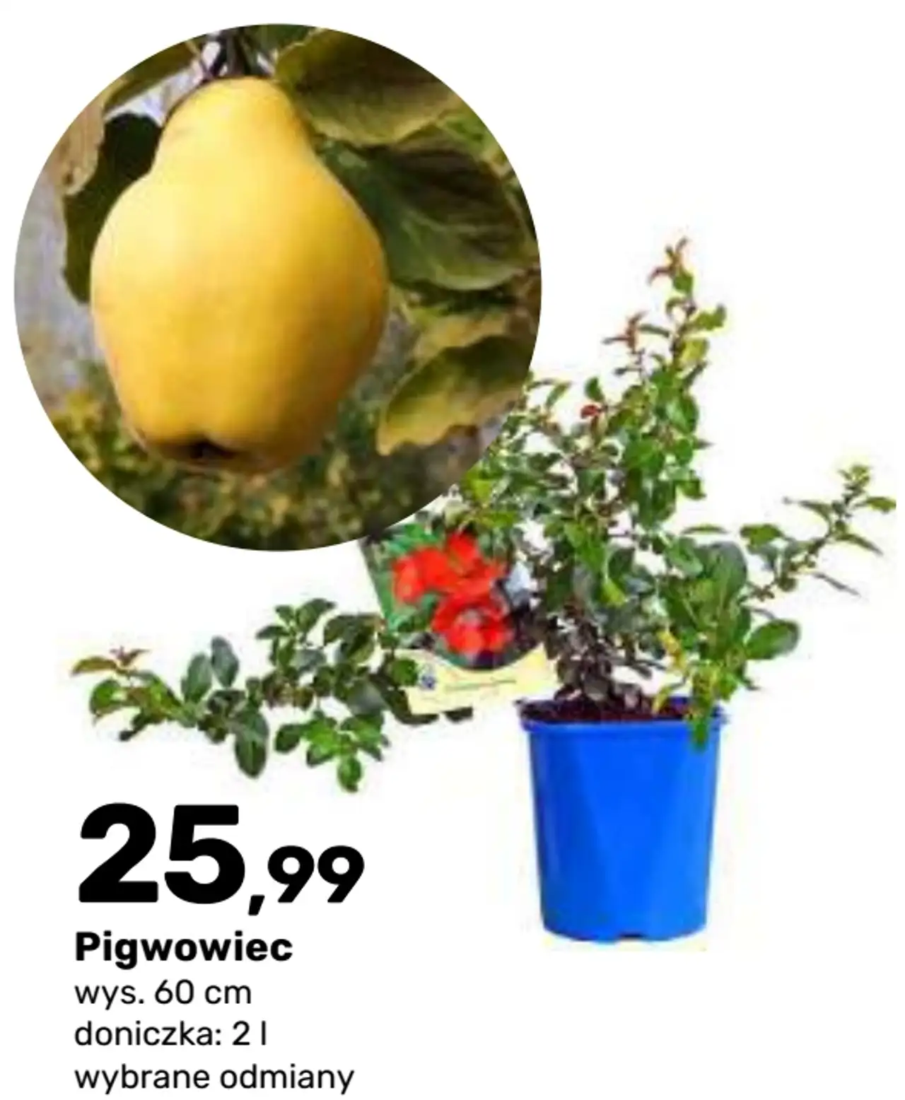 Pigwowiec krzew owocowy
