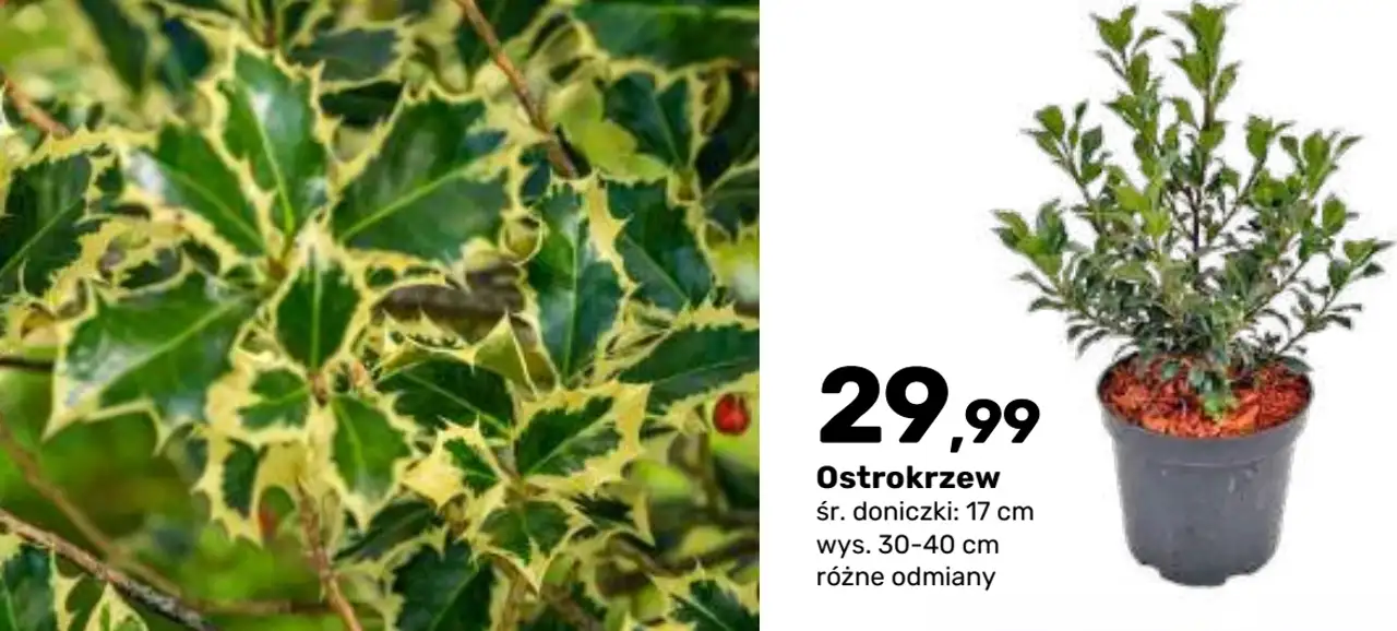 Ostrokrzew zimozielony krzew liściasty