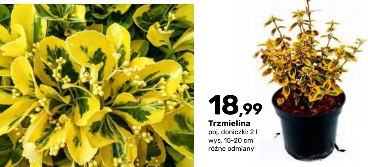 Trzmielina zimozielony krzew liściasty