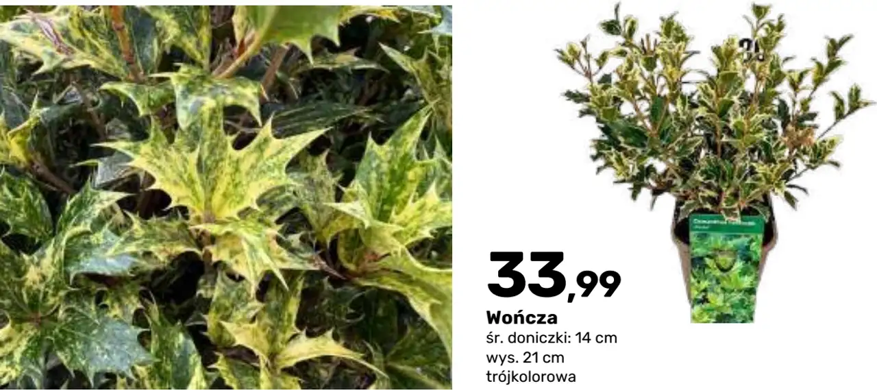 Wończa zimozielony krzew liściasty