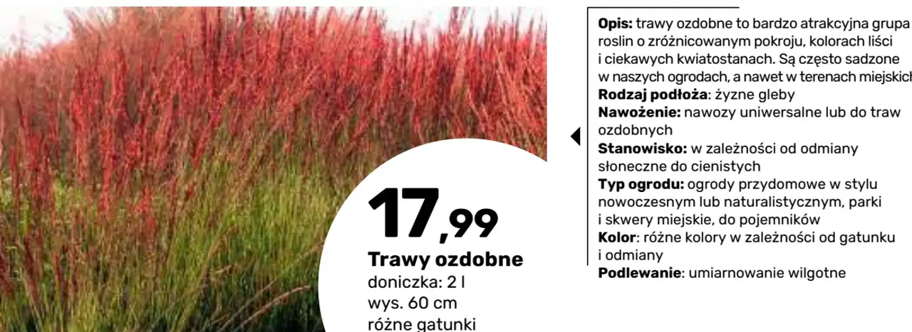 Trawy ozdobne